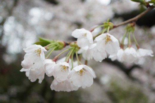 桜アップ