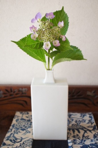 紫陽花