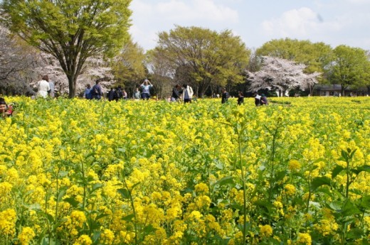 菜の花