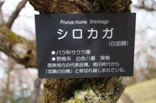シロカガ