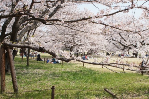 昭和記念桜