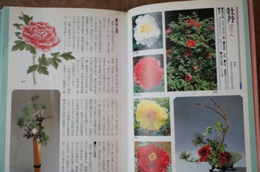 牡丹