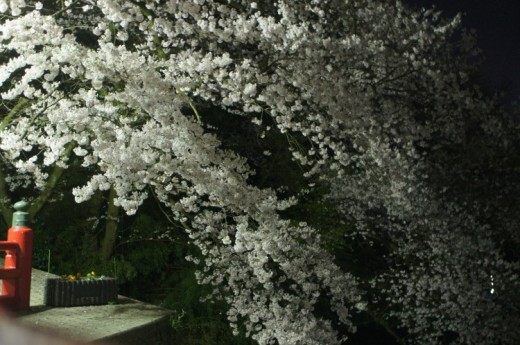 DSC00770(1)