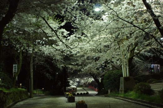 夜桜