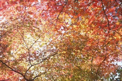 紅葉